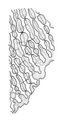 Rhacocarpus purpurascens, alar cells. Drawn from B.H. Macmillan 94/65, CHR 506931, and A.J. Fife 11135, CHR 515097.
 Image: R.C. Wagstaff © Landcare Research 2018 